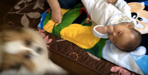 【マジギレワンちゃんDog_baby】赤ちゃんを全力で守る最高のボディーガード犬_-_YouTube