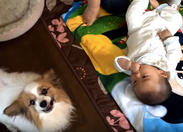 【マジギレワンちゃんDog_baby】赤ちゃんを全力で守る最高のボディーガード犬_-_YouTube